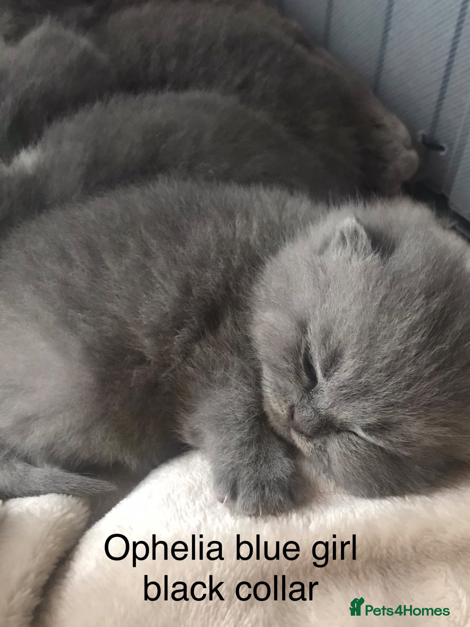 British Shorthair cats GCCF Registered Bi-colour and Blue Kittens - Advert 6