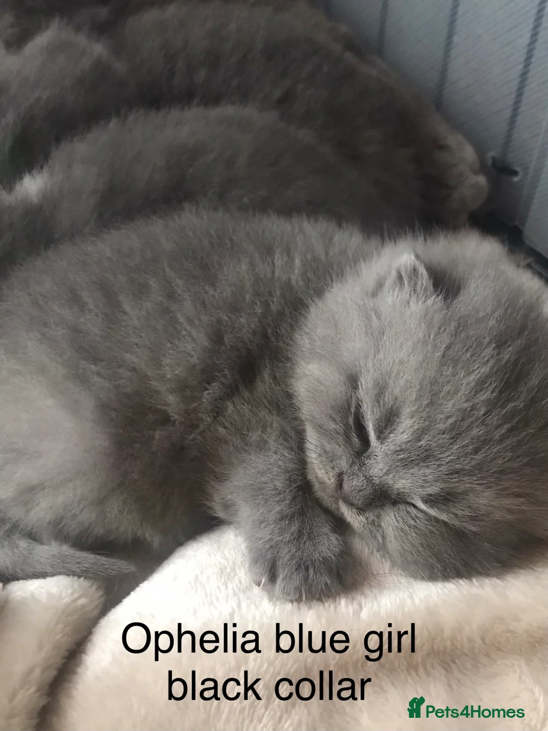 British Shorthair cats for sale: GCCF Registered Bi-colour and Blue Kittens - Advert 1