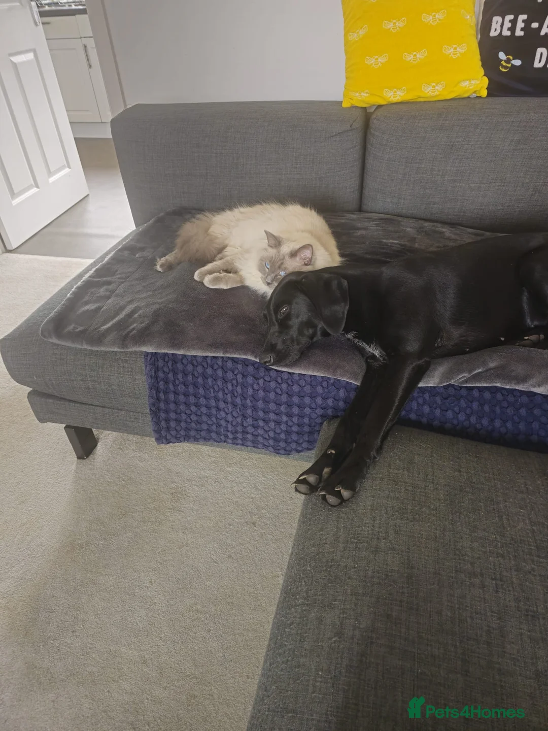 Goldador dogs for sale: Beautiful & Loving 1yr Goldador (Trinity) - Advert 8