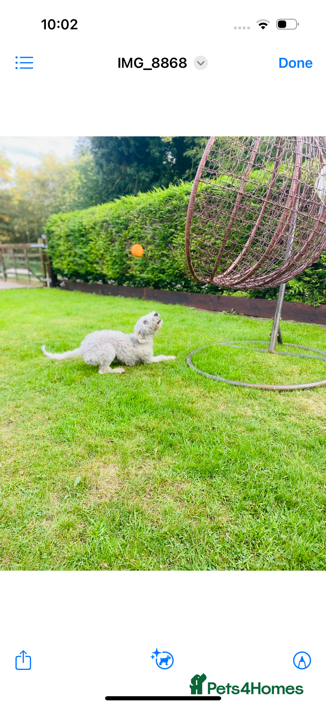 Mixed Breed dogs for sale: Bedlington Whippet - Image 12