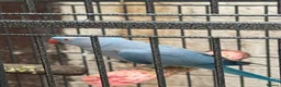 Ringnecks birds for sale: Blue mail - Advert 8
