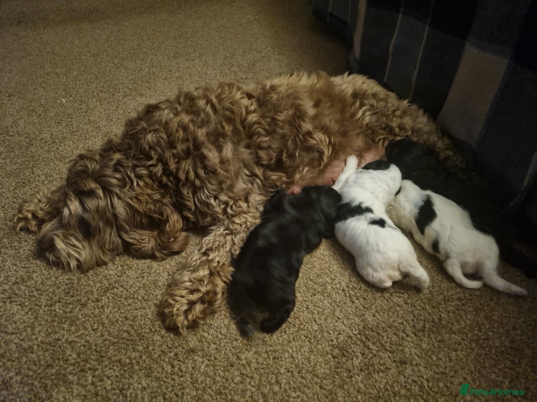 Cockapoo dogs for sale: F1b Cockapoo  - Image 7