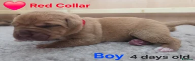 Red Collar