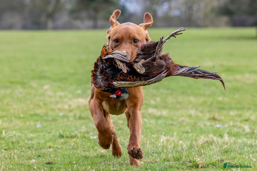 Labrador Retriever dogs for stud: ✨PROVEN FULLY HEALTH TESTED WORKING RED LABRADOR✨ in Hawes - Advert 26