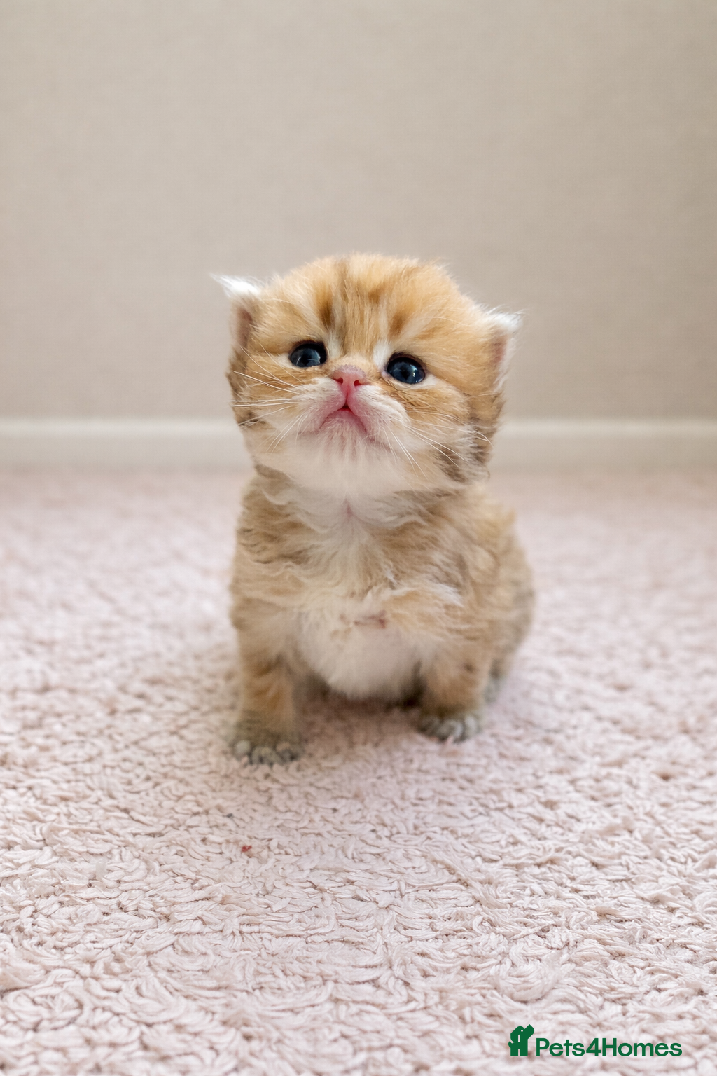 British Longhair cats for sale: Champion lines Golden British Longhairs - Advert 1