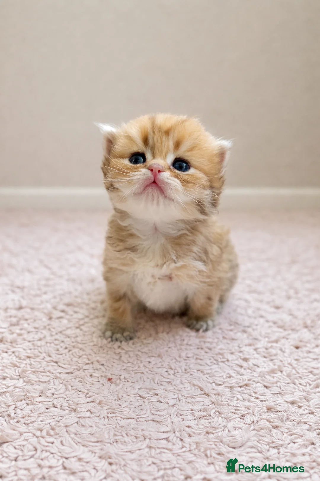 British Longhair cats for sale: Champion lines Golden British Longhairs - Advert 1