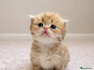 British Longhair cats for sale: Champion lines Golden British Longhairs - Advert 1