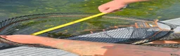 Pond Fish fish for sale: X2 grass carp & 1 common carp in Nottingham - Advert 2