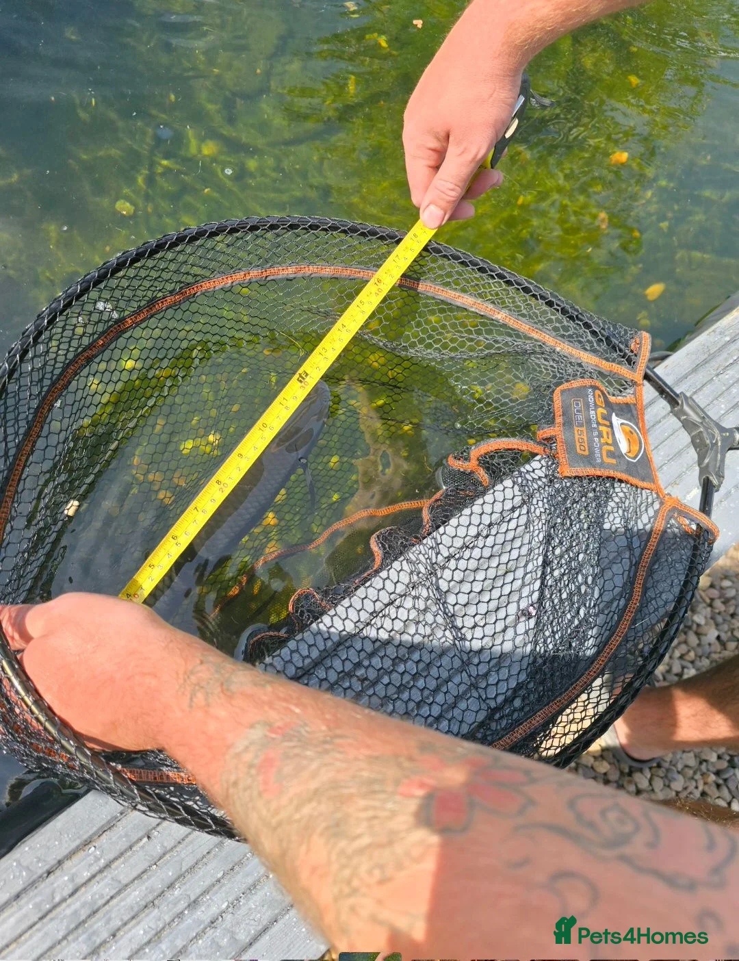 Pond Fish fish for sale: X2 grass carp & 1 common carp in Nottingham - Advert 2