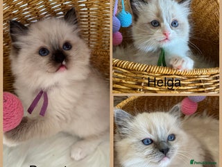 Ragdoll cats 🏆 gccf ragdoll grand champion kittens 🏆 - Advert 3