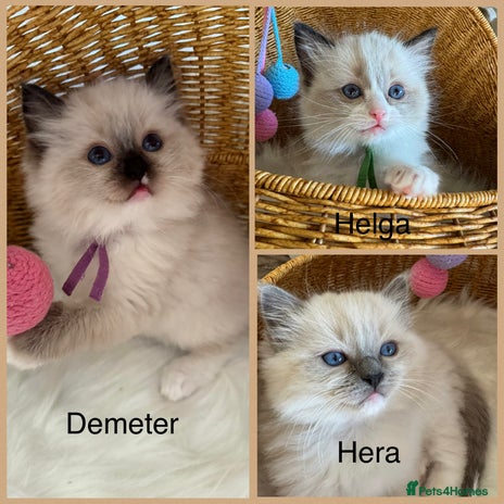 Ragdoll cats 🏆 gccf ragdoll grand champion kittens 🏆 - Advert 3