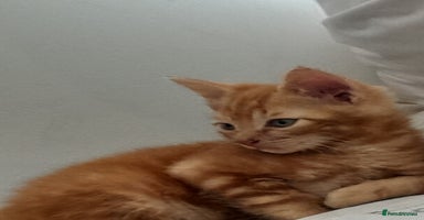 Mixed Breed cats - Advert 8