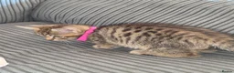 Norwegian Forest Cat cats for sale: Norwegian Forest cat X Bengal!  - Advert 6