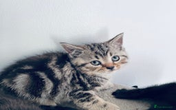 Scottish Fold cats for sale: Scottish fold kitties for sale  - Advert 1