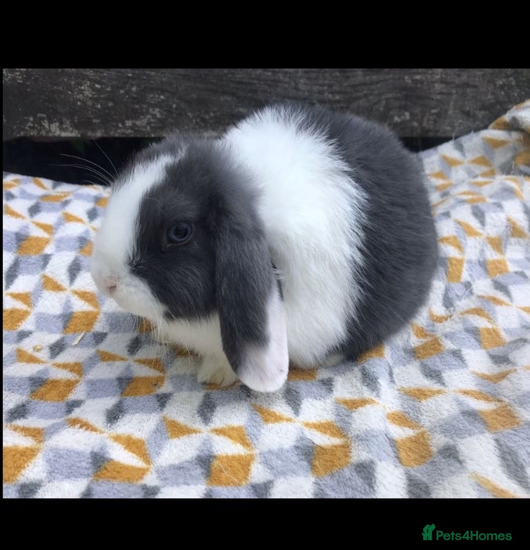 Mini Lop rabbits for sale: Mini Lop male & Mini Rex male - Advert 2