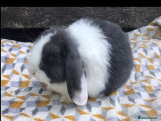 Mini Lop rabbits Mini Lop male - Advert 12
