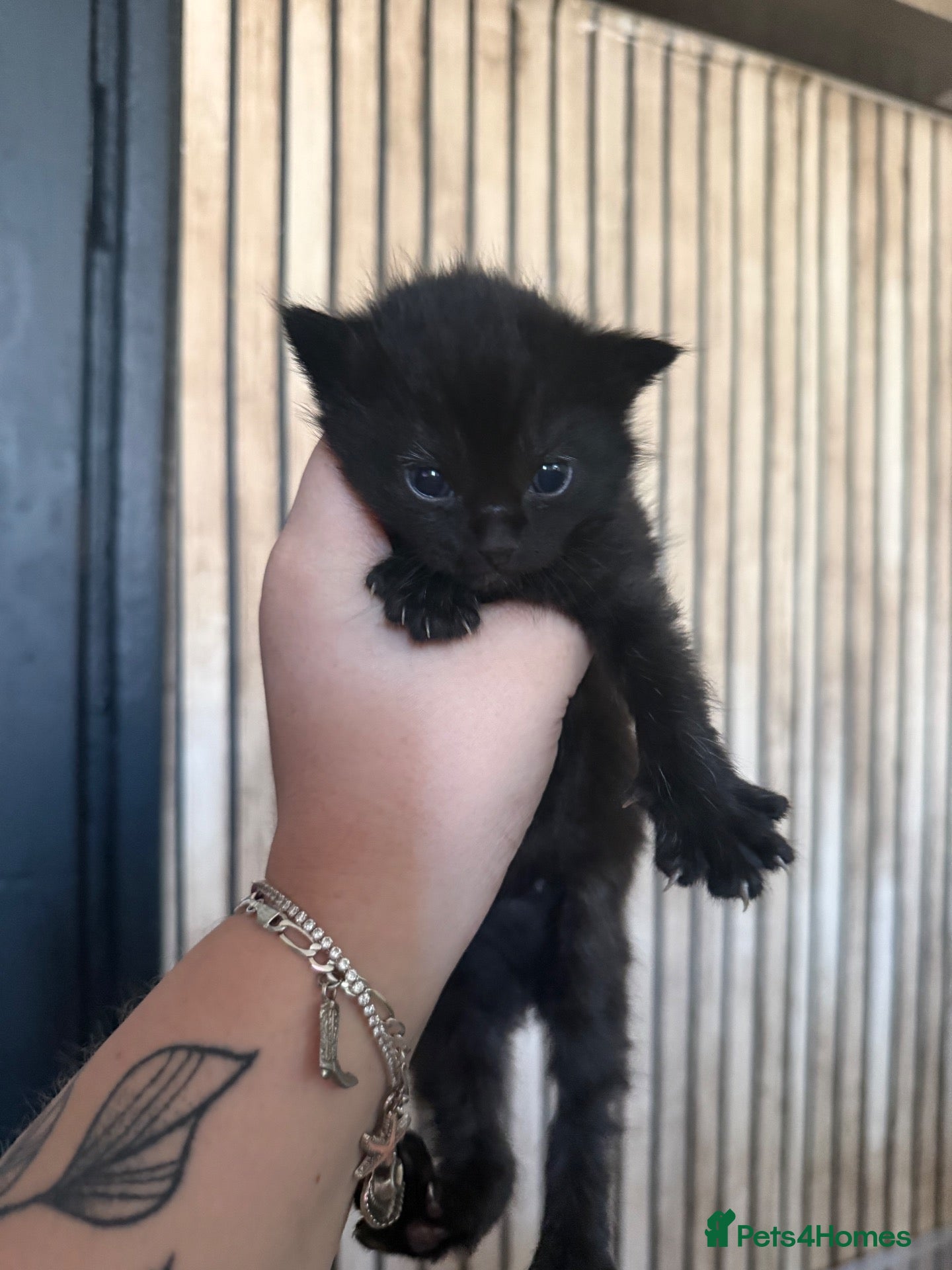 Ragdoll cats Mixed Ragdoll looking for forever homes🥰 - Advert 19