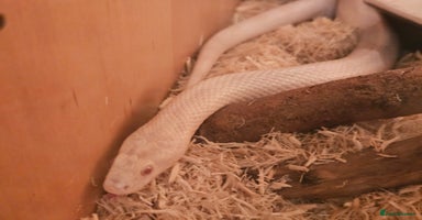 Corn Snake reptiles - Advert 6