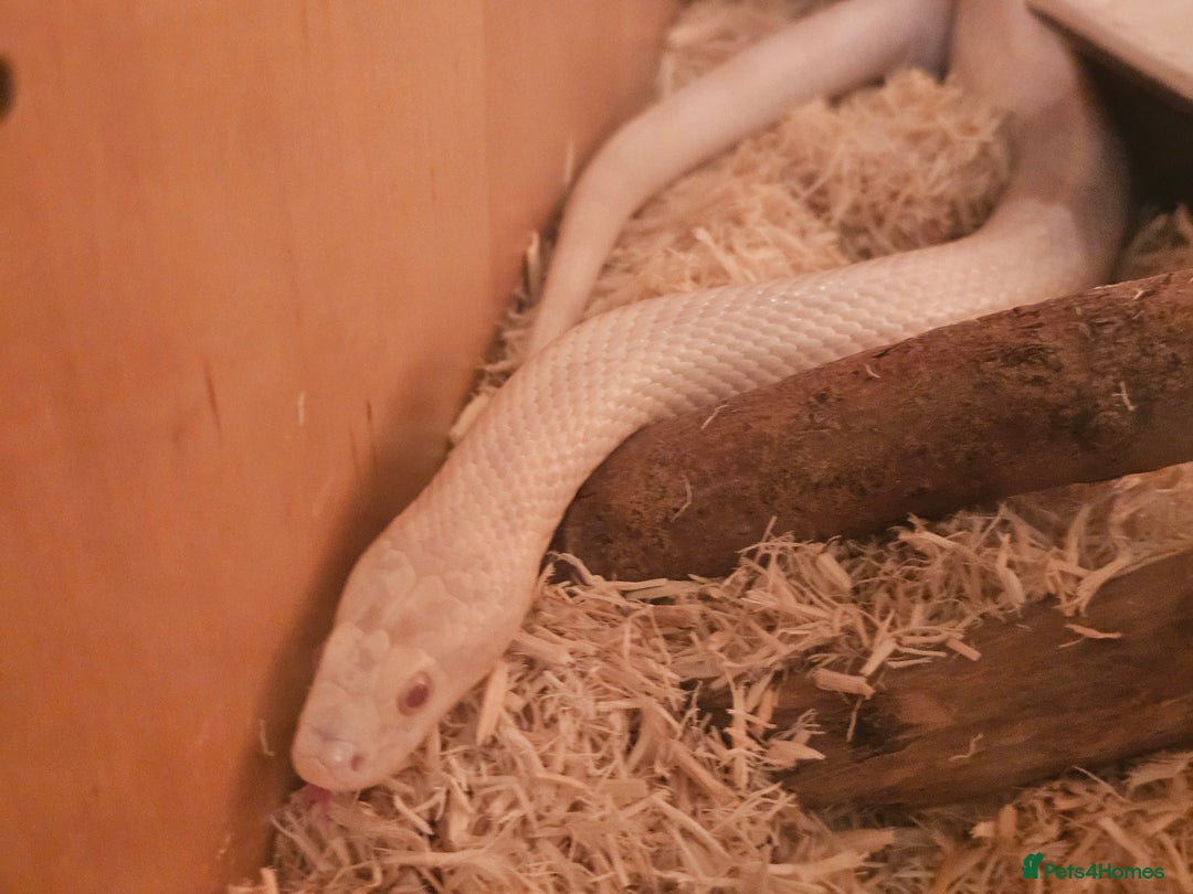 Corn Snake reptiles for sale: Snow corn and viv - Image 3