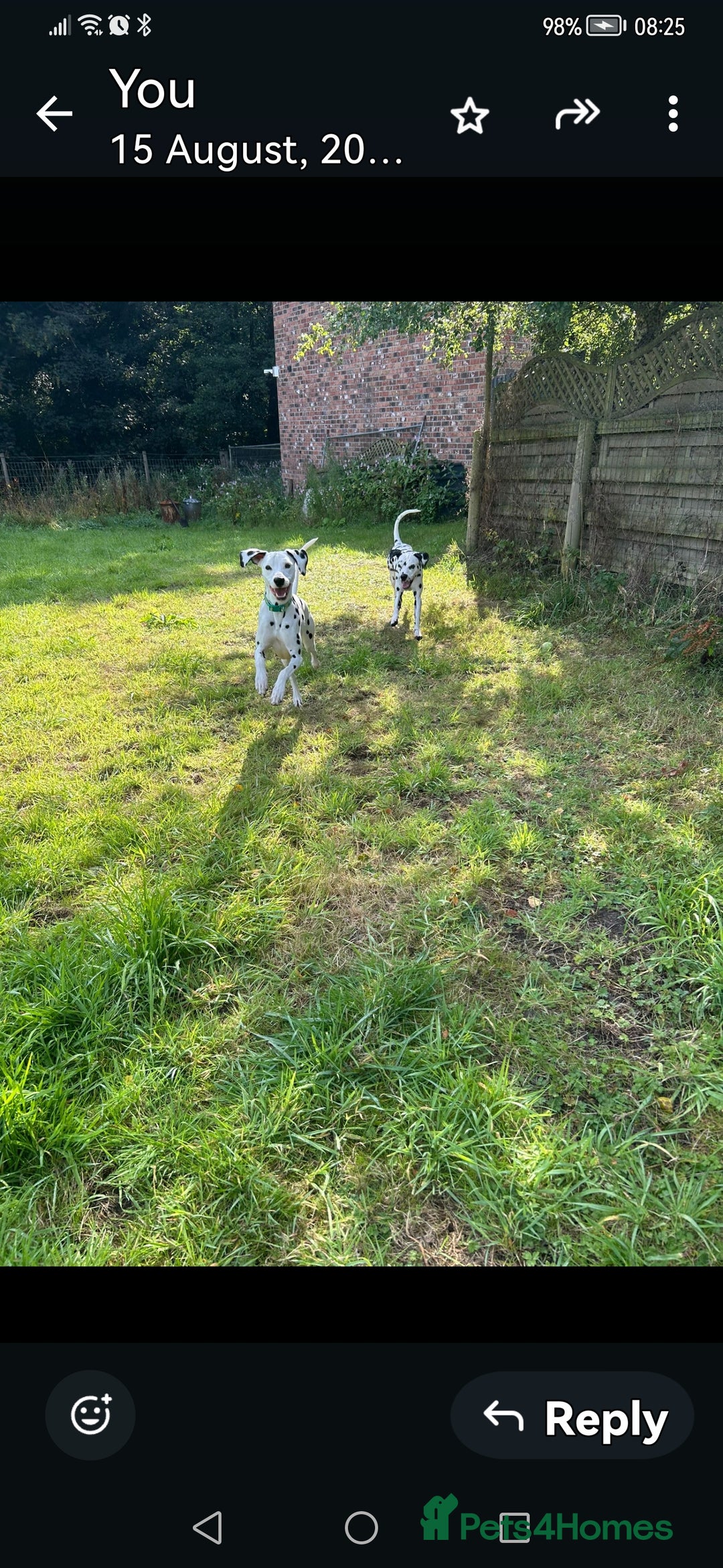 Dalmatian dogs for sale: Beautiful Happy Neutered Boy  - Image 6