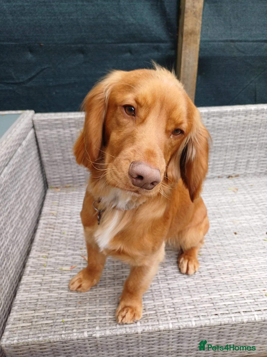 Cocker Spaniel dogs for stud: KC registered Working Cocker Spaniel. in Consett - Advert 2