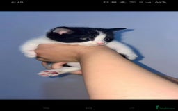 Mixed Breed cats for sale: Furry friends  - Advert 5