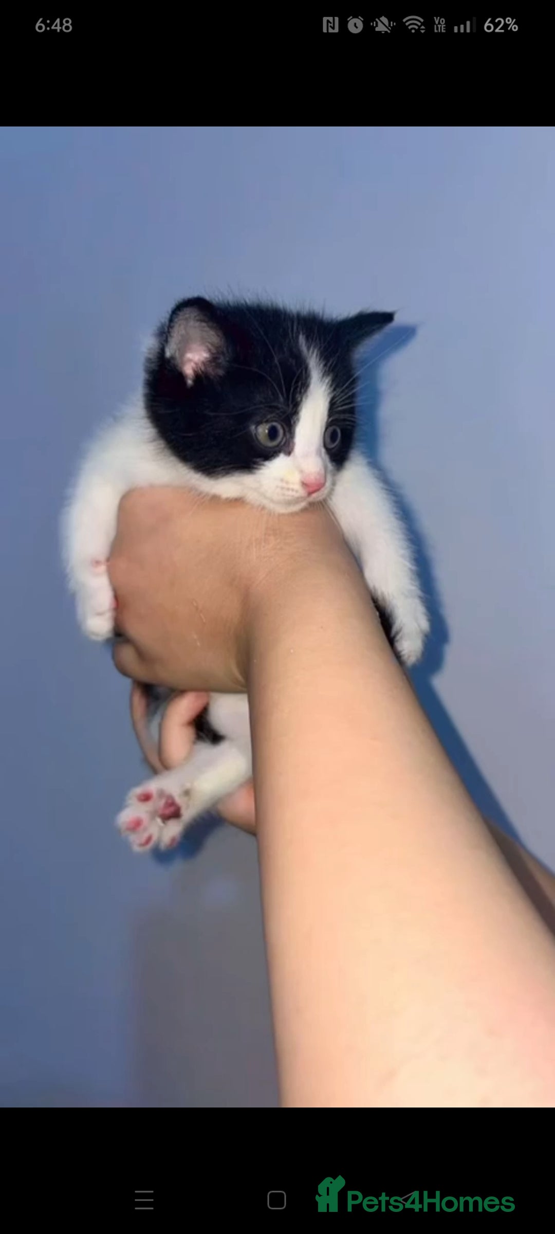 Mixed Breed cats for sale: Furry friends  - Advert 5