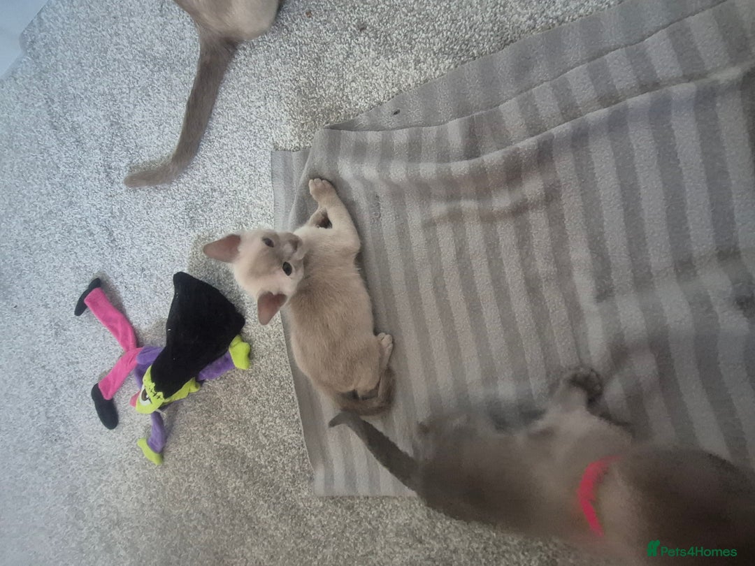 Burmese cats for sale: Burmese kittens for sale in Doncaster - Image 4