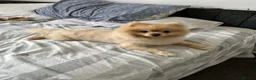 Pomeranian dogs for stud: Pomeranian dog for stud - Advert 7
