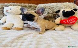 French Bulldog dogs for sale: 🏆KC registered, Standard French Bulldog Puppies🏆 - Image 15