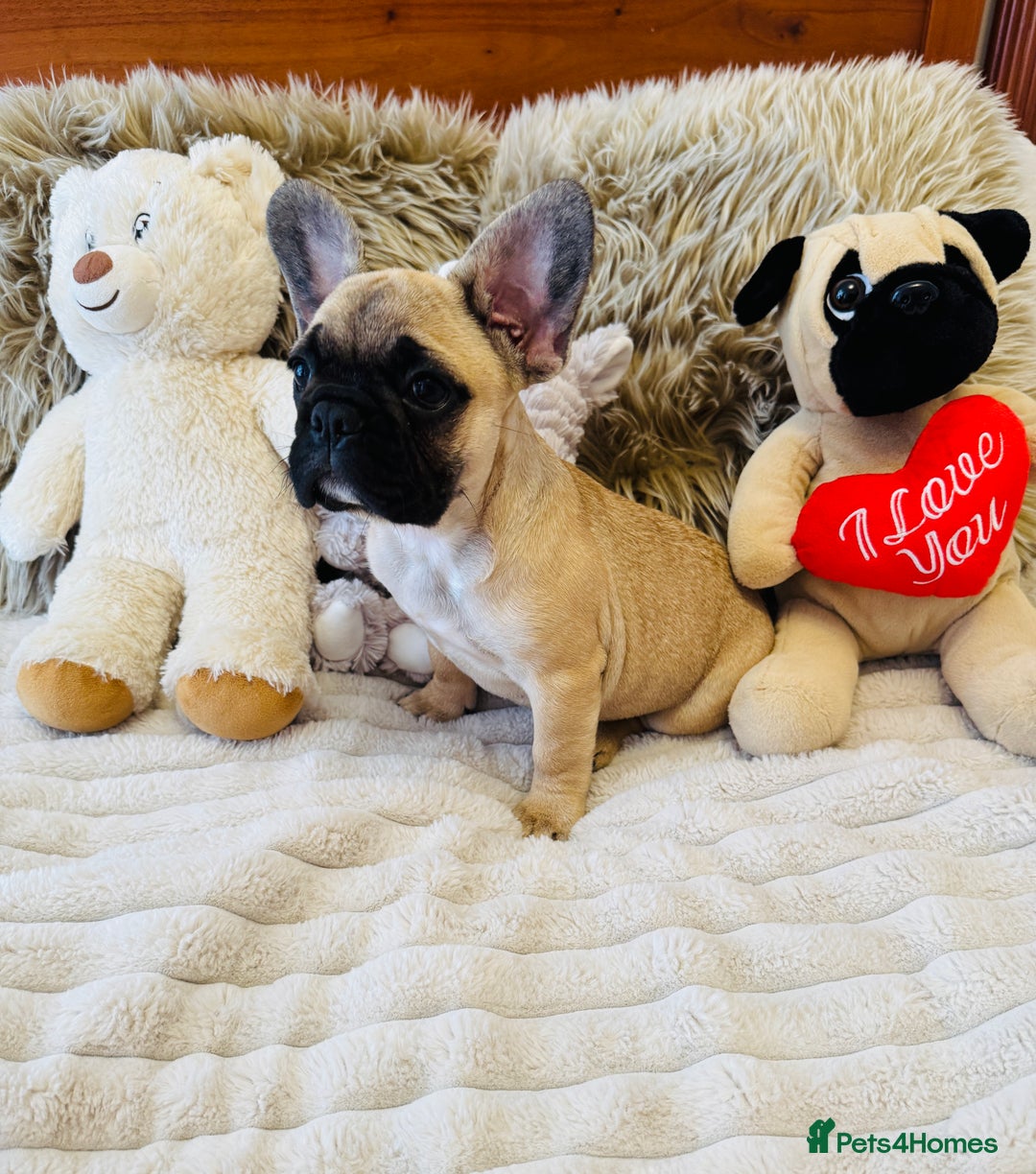 French Bulldog dogs for sale: 🏆KC registered, Standard French Bulldog Puppies🏆 - Image 15