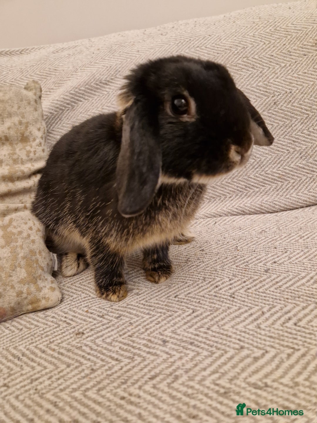Mini Lop rabbits for sale: Black mini lop rabbit male 20 weeks old - Advert 1