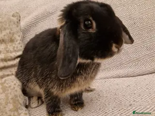 Mini Lop rabbits Black mini lop rabbit male 20 weeks old - Advert 6
