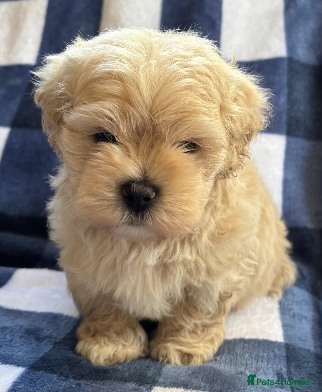 Maltipoo dogs for sale: Stunning Maltipoo Puppies ⭐️ DNA Tested ⭐️ - Image 10