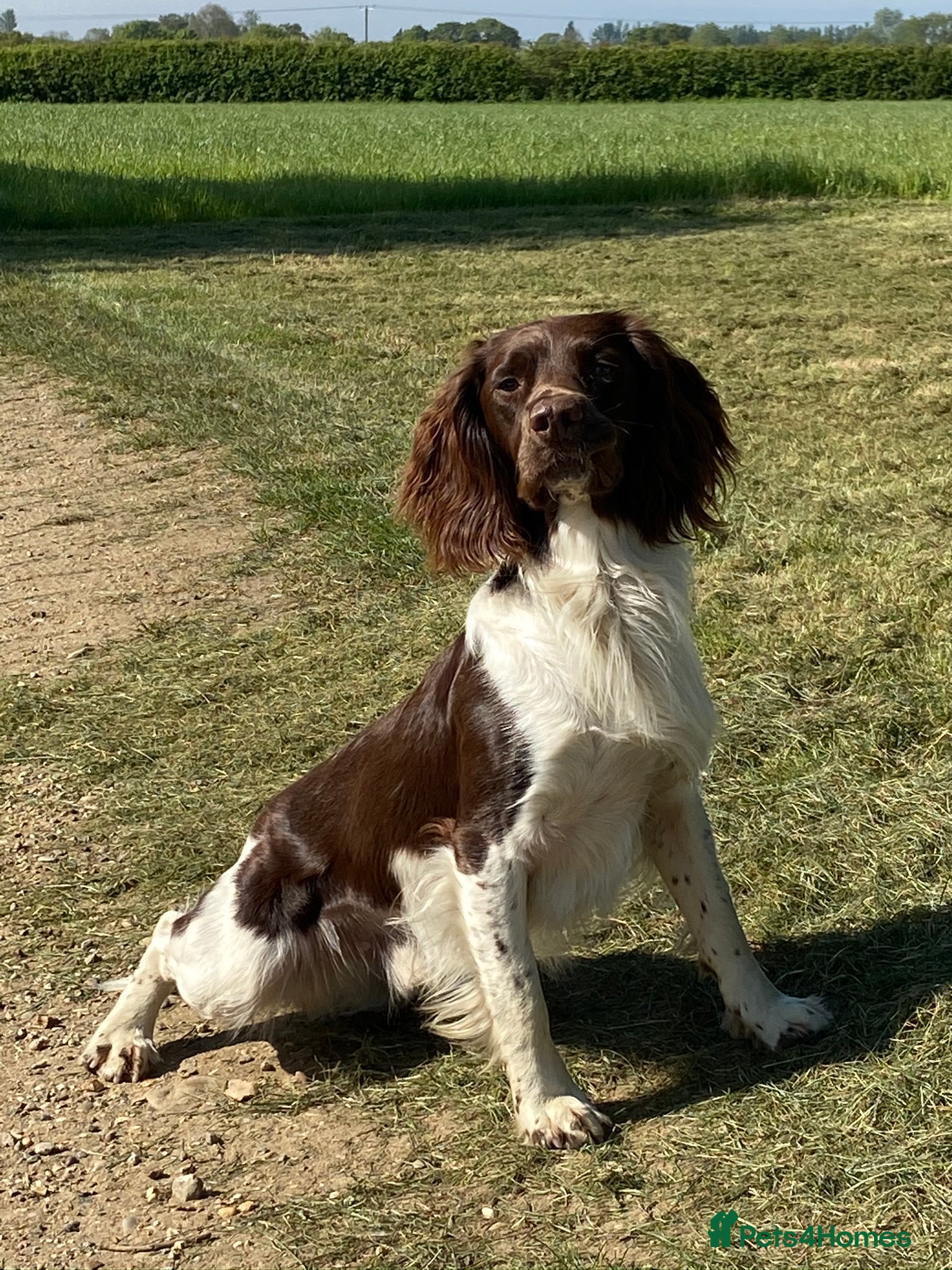English Springer Spaniel dogs Working English Springer Spaniel Stud Health Test in Chelmsford - Advert 4