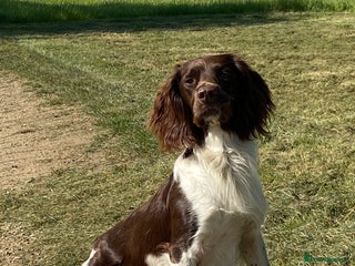 English Springer Spaniel dogs in Chelmsford - Advert 32