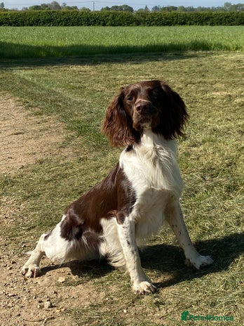 English Springer Spaniel dogs in Chelmsford - Advert 1