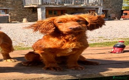 Cocker Spaniel dogs for sale: KC working cocker spaniel  - Image 2