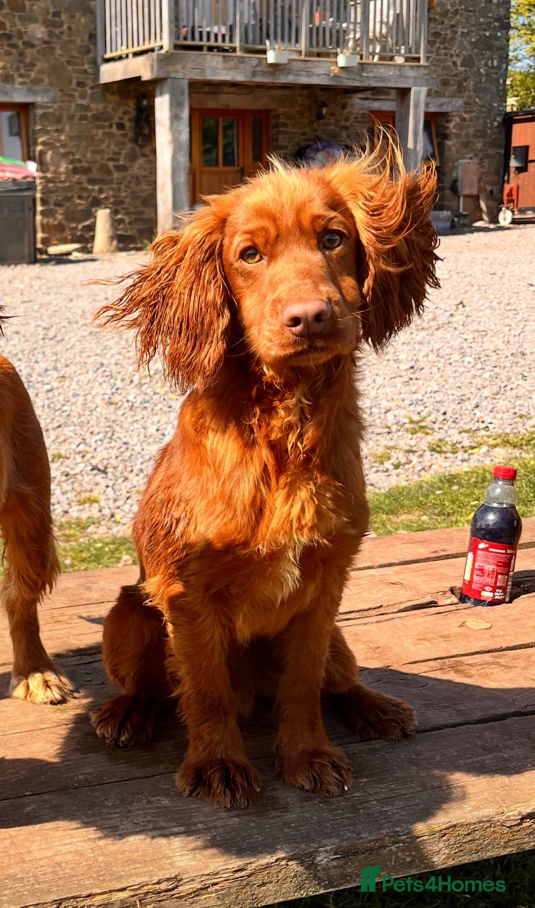 Cocker Spaniel dogs for sale: KC working cocker spaniel  - Image 2