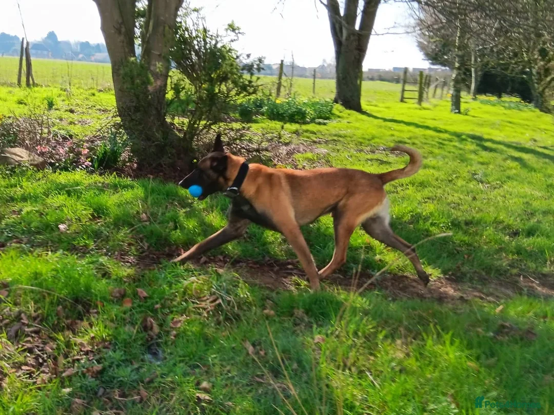 Belgian Shepherd Dog dogs for adoption: JAKE - Malinois - Advert 2