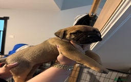 Mixed Breed dogs for sale: American Staff x Bullmastiff Pups  - Image 2