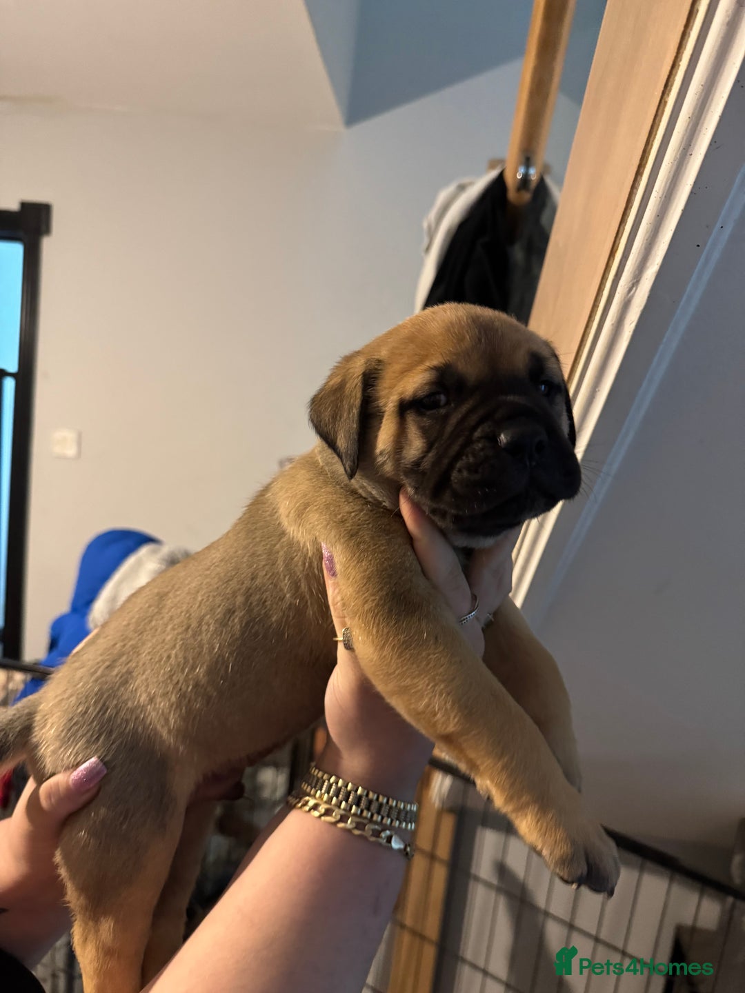 Mixed Breed dogs for sale: American Staff x Bullmastiff Pups  - Image 2