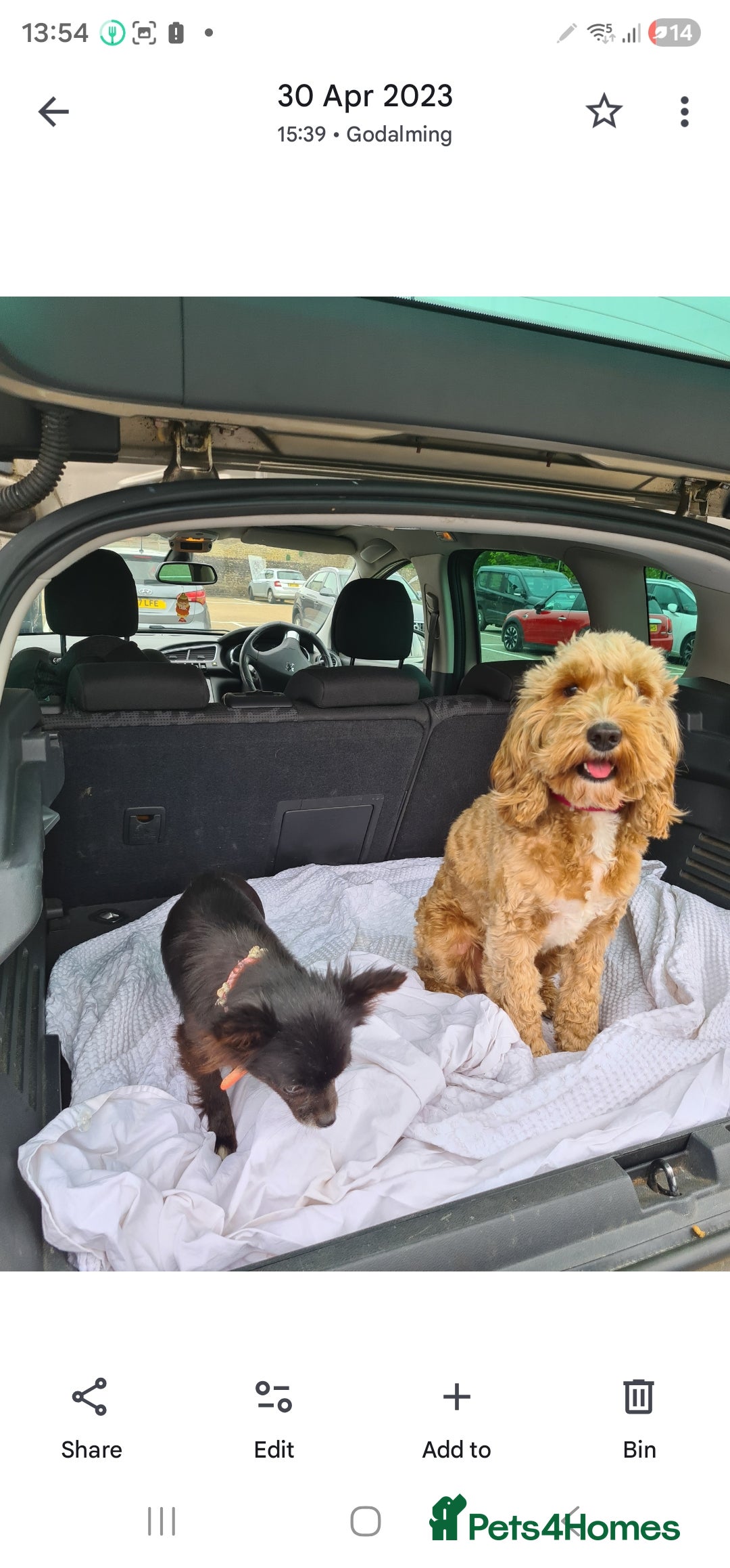 Cockapoo dogs for sale: Rehoming due to desperate change in circumstances  - Advert 3