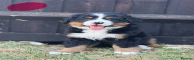 Bernese Mountain Dog 1