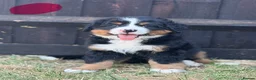 Bernese Mountain Dog dogs for sale:  Bernese mountain dog puppies in Chippenham - Advert 10
