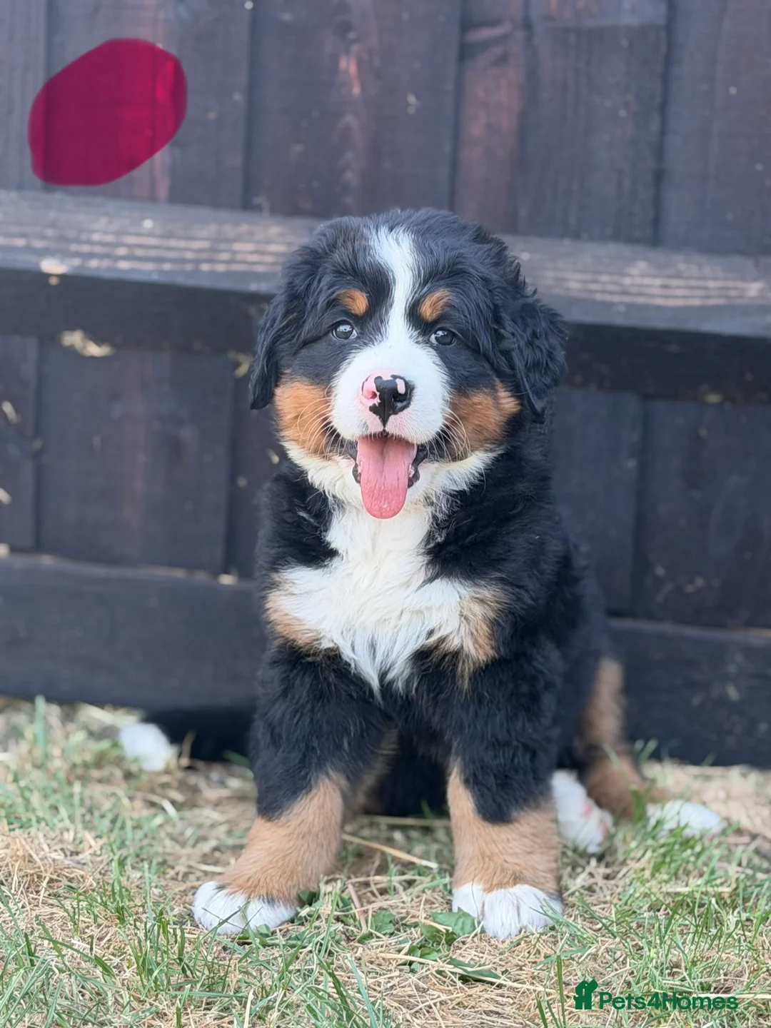 Bernese Mountain Dog dogs for sale:  Bernese mountain dog puppies in Chippenham - Advert 10