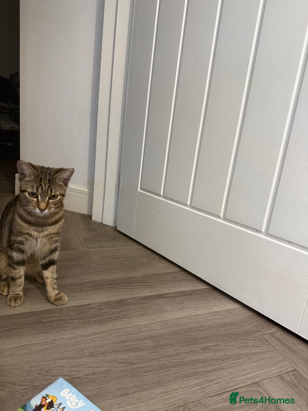 Bengal cats for sale: Cute bengal mixed British shorthair kitten  - Image 3