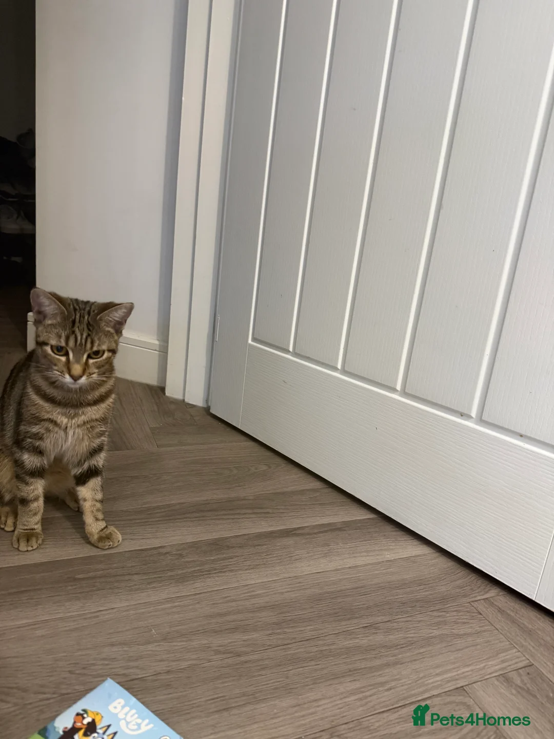 Bengal cats for sale: Cute bengal mixed British shorthair kitten  - Advert 3