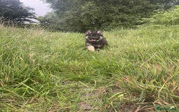 German Shepherd dogs for sale: 14 week old German Shepard  - Image 1