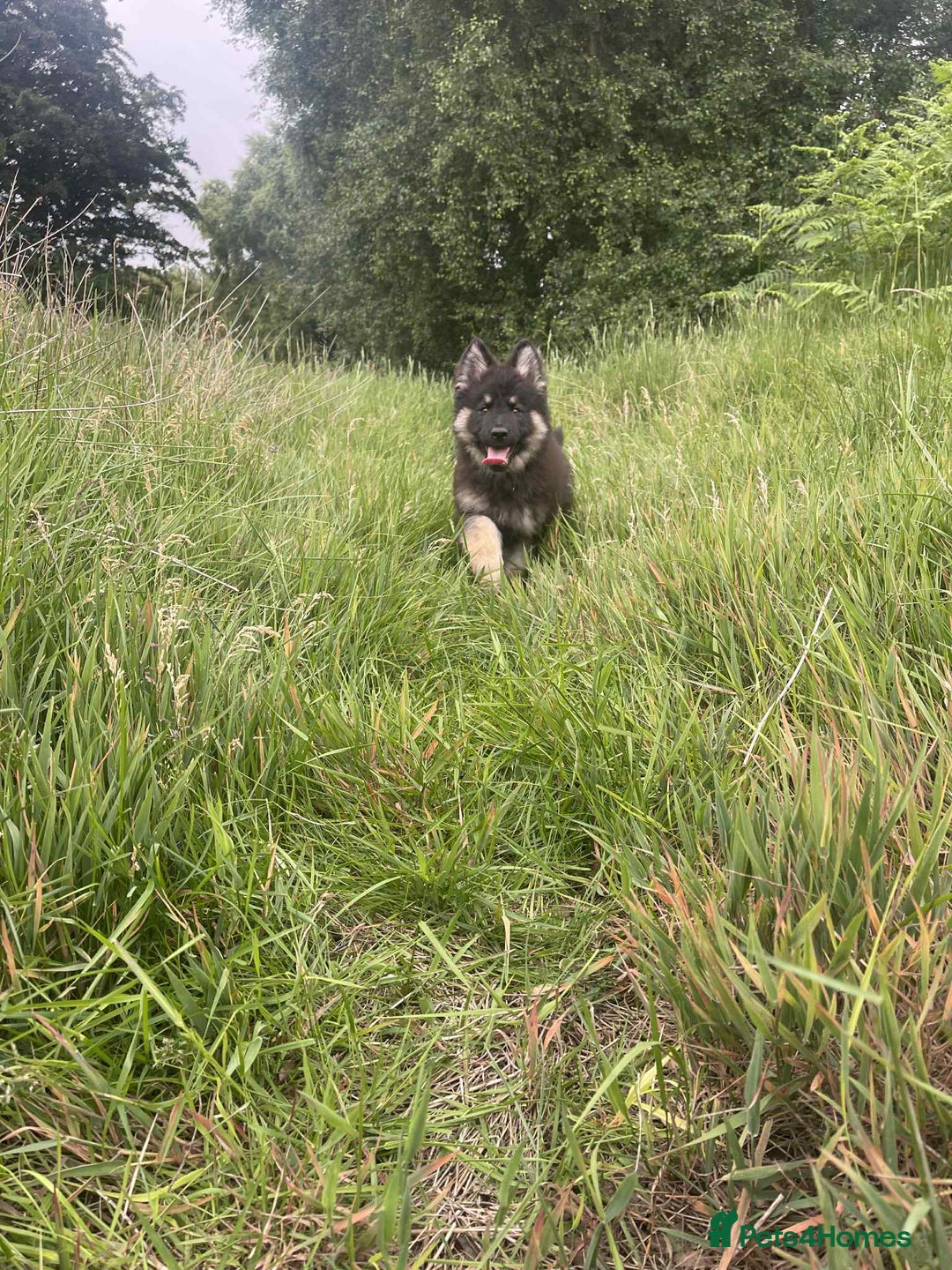 German Shepherd dogs for sale: 14 week old German Shepard  - Image 1
